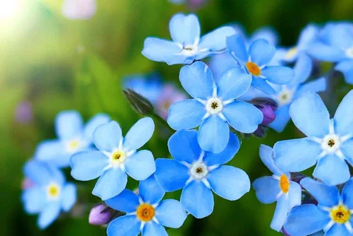 Miniatura 2 de Más de 5,000 semillas Blue Forget Me Not para plantar Semillas de flores silvestres fáciles de cultivar Fabricado en Estados Unidos, se envía