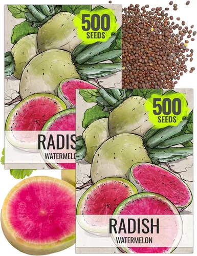 Miniatura 24 de Seed Needs Semillas de rábano para plantar rábanos sandía, reliquia sin OMG y sin tratar, cultiva un huerto cultivado en casa, cultivos para clima