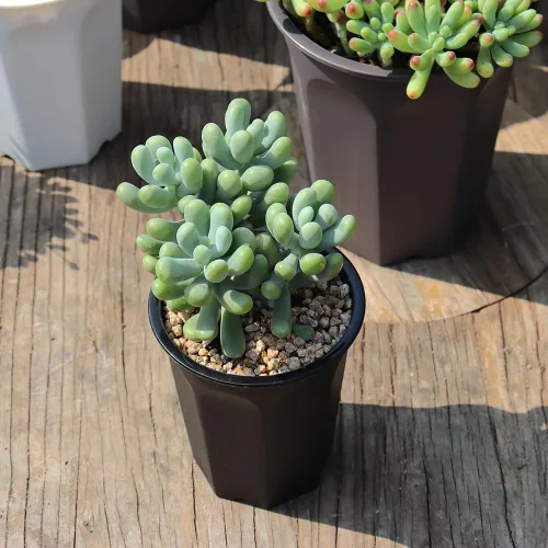Miniatura 5 de Paquete de 14 macetas de plástico negro profundo de 4.40 pulgadas para vivero y plántulas, contenedor redondo para trasplante, corte, suculentas