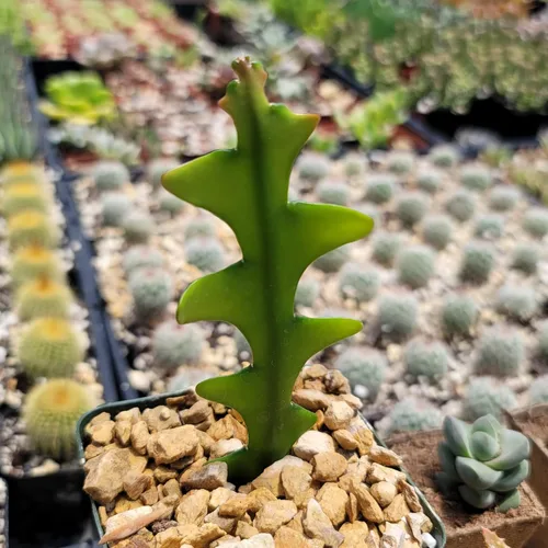Miniatura 9 de Planet Desert Epiphyllum anguliger Fishbone Cactus
