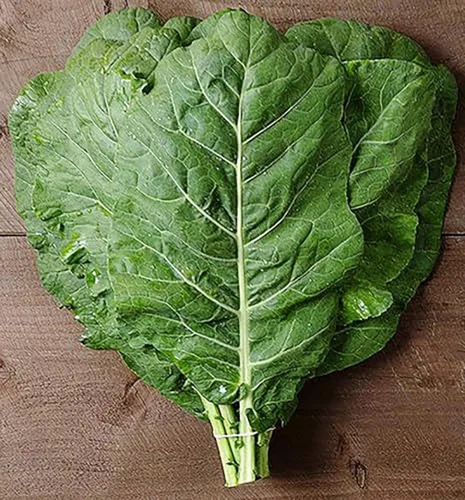 Miniatura 3 de Morris Heading Collard Seeds - Hojas deliciosas parecidas a la col azul-verde