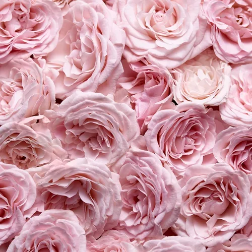 Miniatura 6 de Escada Especialmente Eau De Parfum - Perfume floral para mujer - Con notas de pétalos de rosa y pera - Perfumes de lujo para mujer - Fragancia