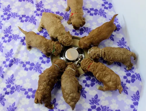 Miniatura 7 de Cuencos de acero inoxidable para cachorros, cachorros que alimentan alimentos y agua, comedero para platos, 10.3 pulgadas 1 - Paquete
