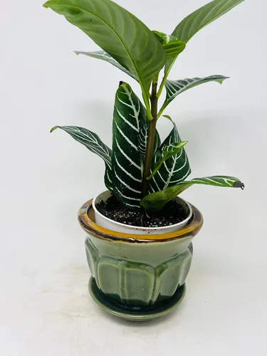 Miniatura 2 de Planta cebra blanca como la nieve - Aphelandra con maceta / platillo de cerámica JM BAMBOO