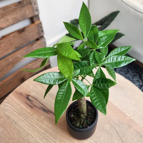 Miniatura 8 de Planta de Árbol de Dinero Viva, Árbol de Dinero Pachira Aquatica, Árbol de Dinero Feng Shui Pachira Aquatica, Planta Pachira Bonsai en Maceta