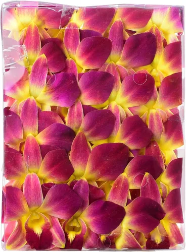 Miami Fresh Orchid Flower OrchidClub USA Sunne Tropical Loose Bloom DIY Lei, decoración de alimentos y bebidas (50 amarillos)