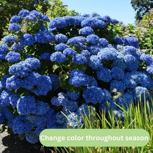 Miniatura 2 de Plantas de árbol de arbusto de hortensias vivas, 5-9 pulgadas de alto, sin maceta, inactivas en invierno, cambian de color, plantación perenne