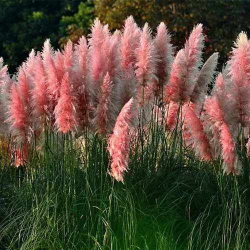Miniatura 5 de 1000+ semillas mixtas de hierba de las Pampas Cortaderia Selloana para plantar, semillas de plantas ornamentales, decoración de jardín, flores altas
