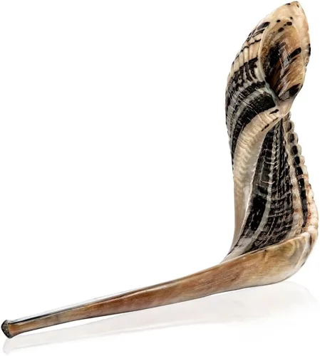 Holy Voice Bocina Kosher Ram Shofar de Israel de 14 a 16 pulgadas, tradicional medio pulido, instrumento musical judío antiguo de Tierra Santa,