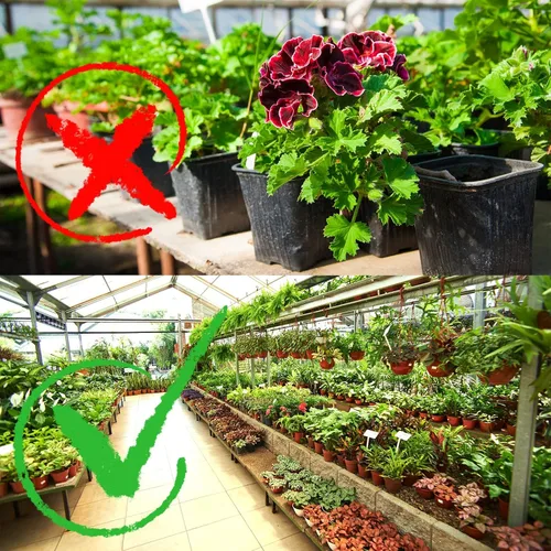 Miniatura 4 de Plantas de plástico de 6 pulgadas, macetas de inicio de semillas, macetas de siembra, macetas de plántulas, contenedor para plantas de flores