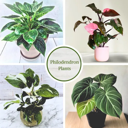 Miniatura 2 de Philodendron Plant Live Colección exclusiva (paquete de 4) – Birkin raro, Gloriosum, Princesa Rosa y Mago Blanco en maceta de 2 pulgadas; plantas