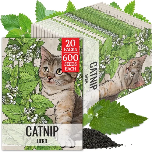 Miniatura 13 de Seed Needs Semillas de hierba gatera para plantar Nepeta cataria - Semillas de hierbas sin OMG y sin tratar para plantar y cultivar un jardín