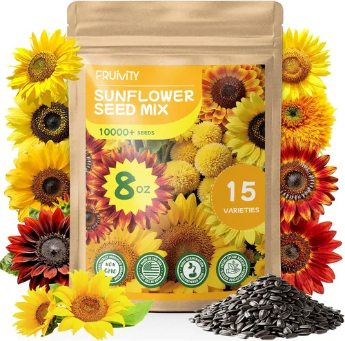 Miniatura 8 de Más de 1000 semillas de girasol para plantar, semillas de flores para plantar, variedad enana, jardines y bordes, fáciles de cultivar con alta tasa