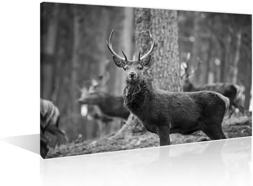Miniatura 16 de Arte de pared en blanco y negro con diseño de vaca escocesa de las tierras altas en la Isla de Mull impresiones sobre lienzo, decoración del hogar