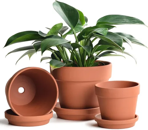Miniatura 9 de INGOFIN Macetas de terracota de 4 pulgadas con platillos, paquete de 8 macetas de arcilla poco profunda con agujeros de drenaje para suculentas