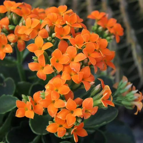 Miniatura 4 de Florist Kalanchoe Plantas suculentas vivas (paquete de 3), suculentas Katy en llamas, fácil cuidado de las plantas, aprox. 7 pulgadas de alto