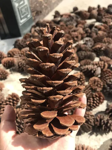 Miniatura 4 de PineCones - Paquete alto a granel, totalmente naturales, piñas grandes y piñas de pino naturales perfectas para adornos colgantes de Navidad
