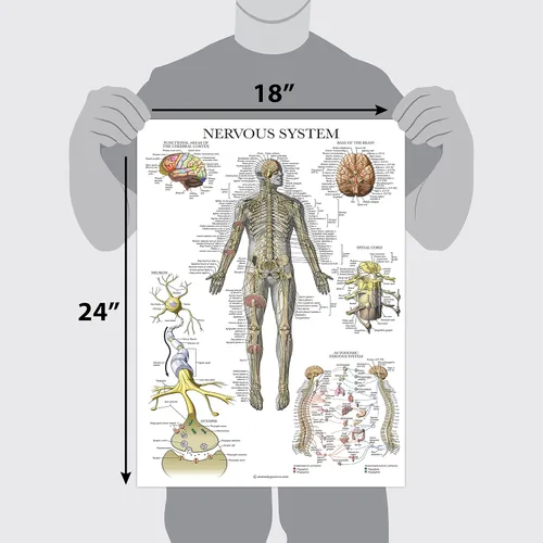 Miniatura 3 de Palace Learning Paquete de 2 pósteres de anatomía de nervios espinales y sistema nervioso, juego de 2 gráficos anatómicos, columna