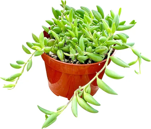 Miniatura 17 de Suculenta Viva de 4" Callisia Repens Pink Lady Turtle Vine, Plantas Suculentas Vivas Completamente Enraizadas Planta de Casa para Decoración