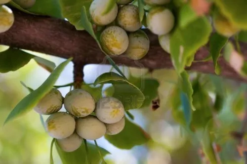 Miniatura 2 de Plántula de Ginkgo Biloba de 2-3 pies de altura sin sexo a raíz desnuda 3-4 años de edad