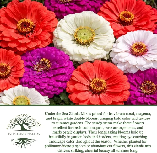 Miniatura 6 de Semillas de zinnia "Under The Sea Mix" para plantar, más de 200 semillas de flores por paquete, semillas de jardín de Isla