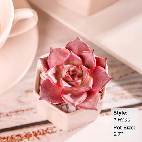 Miniatura 9 de Echeveria Agavoides Romeo - Plantas suculentas vivas raras, planta roja de 1 cabeza de 2.7 pulgadas, raíz desnuda sin tierra para maceta, escritorio