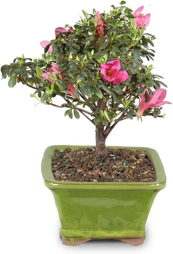 Miniatura 2 de Brussel's Bonsai Live Satsuki Azalea - Árbol bonsái con flores – Pequeño, 5 años, 5 a 8 pulgadas – Bonsai al aire libre en maceta de cerámica