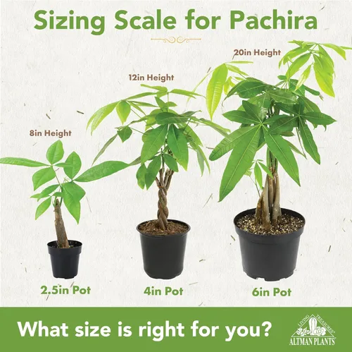 Miniatura 5 de Altman Plants, Planta de Árbol del Dinero Viva, Árbol del Dinero Pachira Aquatica, Árbol del Dinero Feng Shui Pachira Aquatica, Planta Pachira Árbol