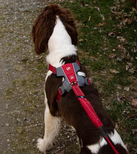 Miniatura 4 de EzyDog X-Link - Arnés para perro, reflectante y acolchado, sin tirones, para entrenamiento y paseos diarios, con 2 puntos de fijación para correa