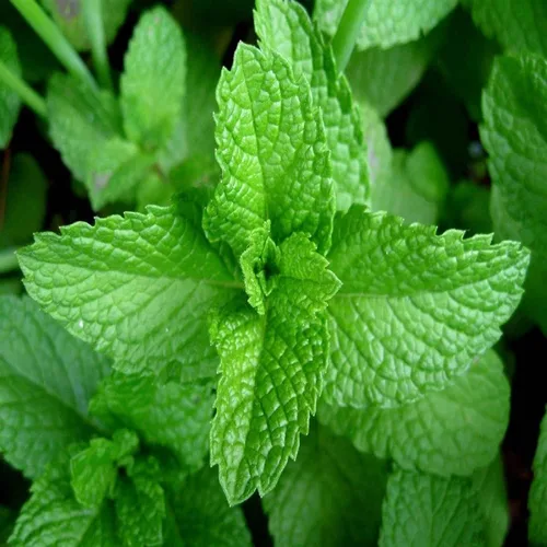 Miniatura 2 de Semillas de menta, semillas herbáceas herbáceas, sin OMG, 100 semillas de menta, deliciosas