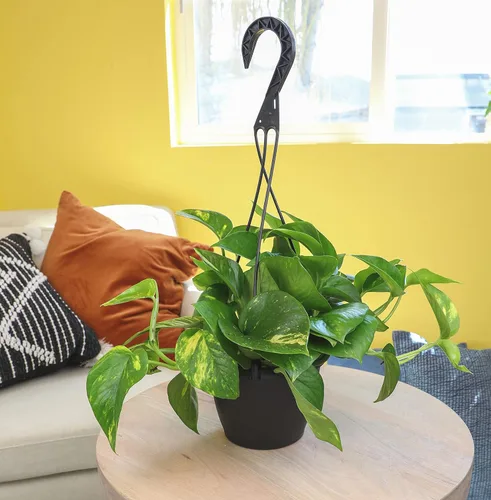 Miniatura 4 de Planta de Potos dorado en vivo en maceta colgante en vivo de Plants for Pets, 1 unidad