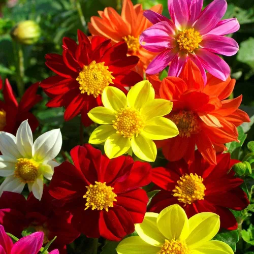 Miniatura 7 de Semillas Dalia Mignon Flores Anuales Mixtas