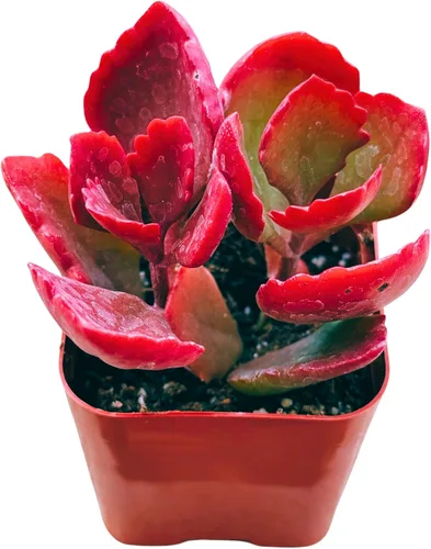 Miniatura 3 de Plantas suculentas vivas de 2 pulgadas, plantas suculentas mini vivas de fácil cuidado, enraizadas en mezcla de tierra para suculentas, de The