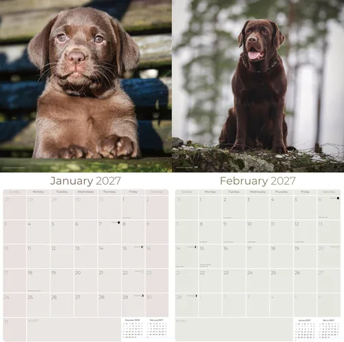 Miniatura 2 de Calendario de chocolate Labrador 2025 2026 – Calendario mensual de pared de raza de perro – 12 x 24 pulgadas abierto – Papel grueso sin sangrado
