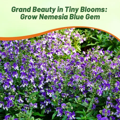 Miniatura 6 de Outsidepride Blue Gem Nemesia - 5000 piezas anuales, flores azules vibrantes, fáciles de cultivar, semillas de flores para cestas colgantes y bordes