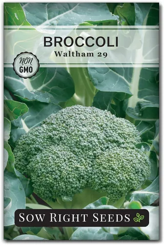 Sow Right Seeds - Waltham 29 semillas de brócoli para plantar - Paquete de reliquia sin OMG con instrucciones para plantar un huerto en el hogar al
