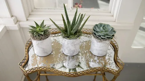Miniatura 6 de Espoma Mezcla de tierra orgánica para macetas, suelo natural y orgánico para cactus, suculentas, palmeras y cítricos cultivados en contenedores