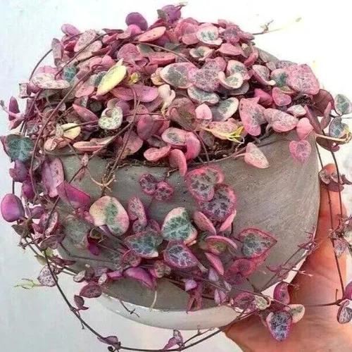 Miniatura 6 de Ceropegia Woodii Variegada Cadena de Corazones Planta Viva, Enredadera Suculenta Trepadora, Rara Planta de Interior Viva en Maceta