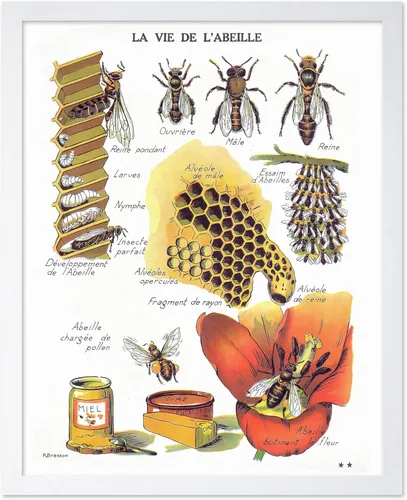 Miniatura 36 de Poster Master Póster vintage de miel, impresión retro de La Vie De L'Abeille, arte de panal de abeja, arte de pared de abeja, regalo para hombres