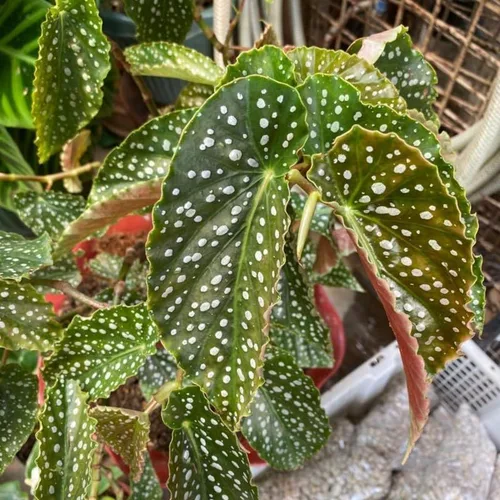 Miniatura 6 de Combo de 4 begonias plantas de interior vivas para interiores, planta viva de begonia maculata de ala de ángel, begonias de lunares para exteriores