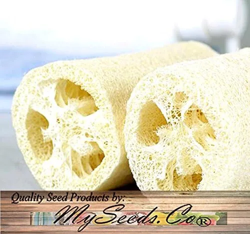 Paquete grande – (100) semillas de luffa Luffa Cylindrica – Paño de cocina o frutas de calabaza Luffa crecen hasta aproximadamente 2 pies – Semillas