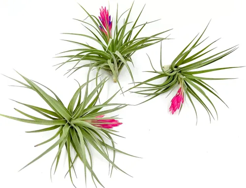 Miniatura 36 de ragnaroc Air Plants - Tillandsia Caput Medusae Floreciente, Grande 5-7" - 1ct - Llegada Viva Garantizada - Plantas de Casa para Decoración del Hogar