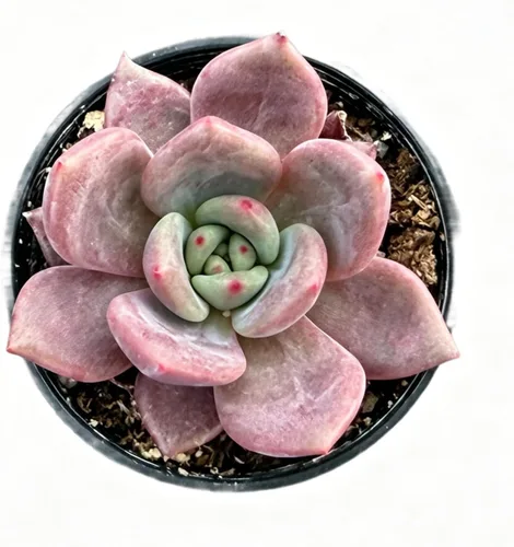 Sprout N Green Echeveria 'Baekya', planta suculenta viva de 'White Night' totalmente enraizada en maceta de 2 pulgadas, decoración de boda para