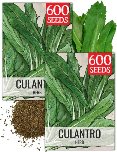 Seed Needs Semillas de culantro para plantar cilantro mexicano, reliquia sin OMG y hierbas culinarias/medicinales no tratadas para cultivar un