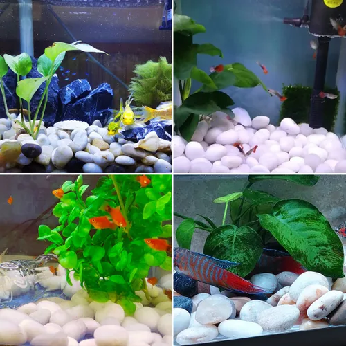 Miniatura 4 de Rocas blancas de río de 20 libras, guijarros pulidos de 1-2.2 pulgadas para plantas, piedras decorativas para paisajismo. Suculentas, manualidades