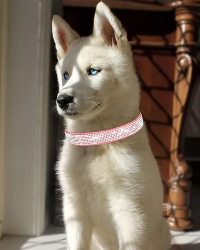 Miniatura 3 de Collar brillante para perros pequeños, medianos y grandes, collares de perro con diamantes de imitación para perras y machos, collares de cachorros