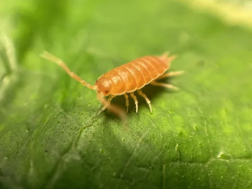 Miniatura 3 de ¡30 Roly Polys vivos Orange Smoothie! Rolie Polie Isopods de Pocket Pets. Pídelo solo si tus temperaturas están entre 20 y 95 grados