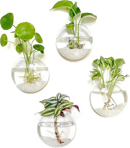Miniatura 12 de Kingbuy Estación de Propagación de Plantas Colgante de Vidrio para Pared - Paquete de 2 Jarrones de Globo Oblato Montados en la Pared para Plantas