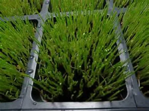 Miniatura 2 de Semillas enteras de cebada para hierba de cebada, microverde, semillas de germinación de jugo, bolsa resellable de 1 libra utilizada para malta