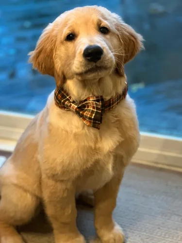 Miniatura 4 de Collar de Halloween para perro con moño de lionet paws - Lindo collar ajustable de moño de algodón para otoño con hebilla de metal para perro A: O &